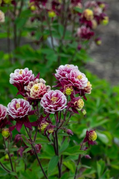 Hovedbilde Aquilegia vulgaris Winky Red White. Akeleie  1 ...