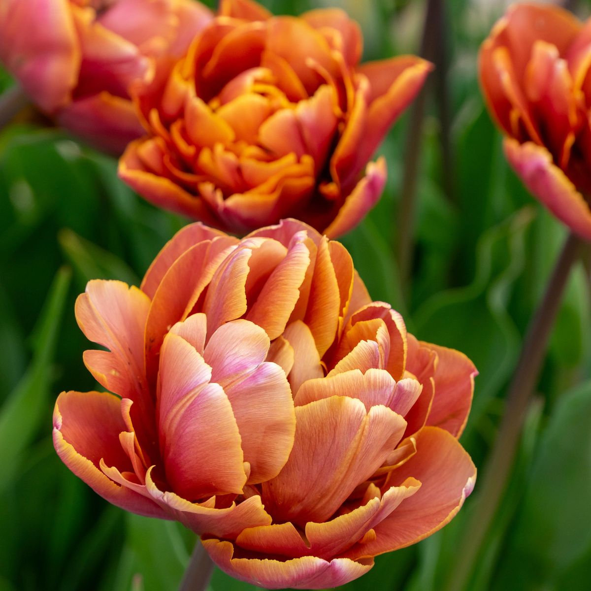 Tulipan Brazil - 5 løk