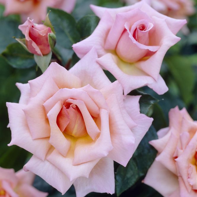 Hovedbilde Rose Compassion. Klatrerose.
