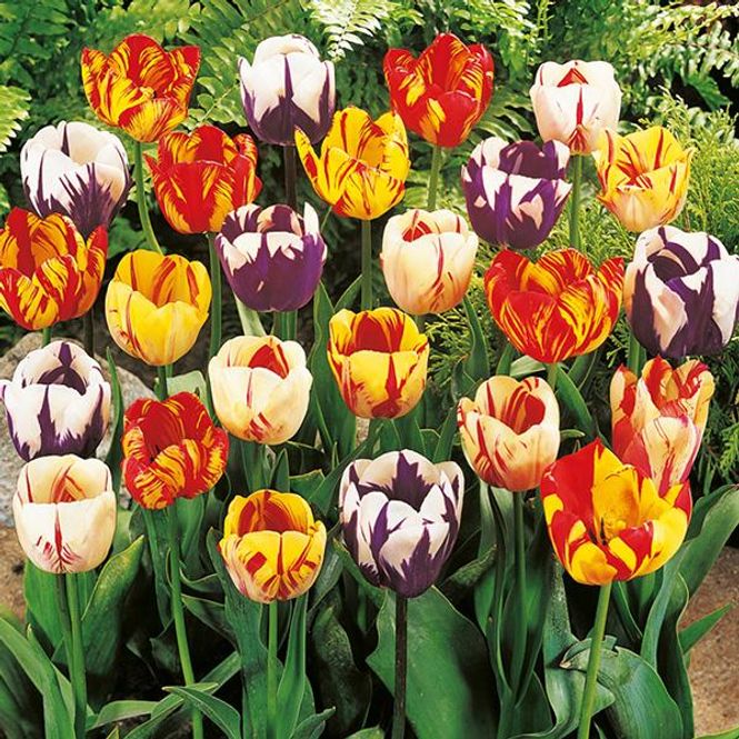 Hovedbilde Rembrandt-tulipaner - 15 løk 