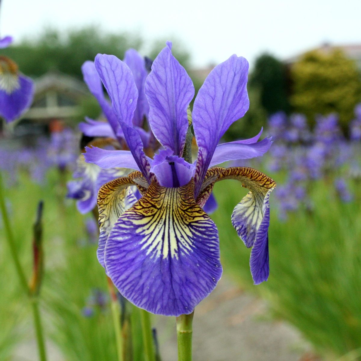 Iris sibirica Caesars Brother - 1 rot 