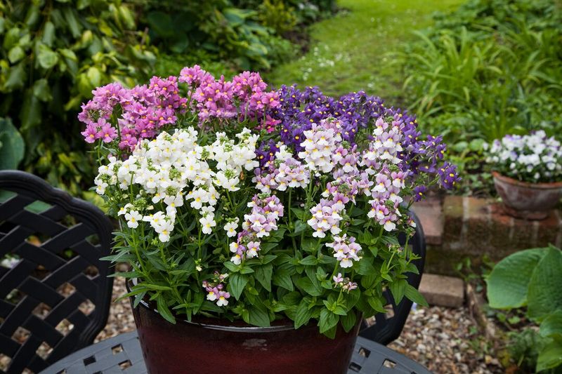 Nemesia foetens Seventh Heaven Mix -Frø-