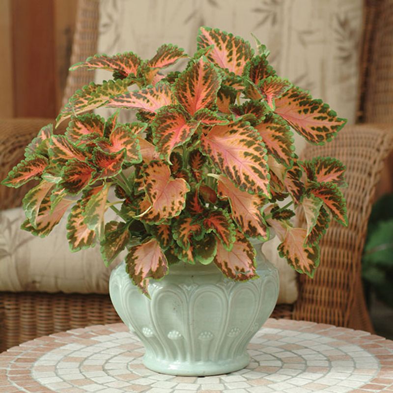 Coleus  Rainbow -Frø- Spragleplante 