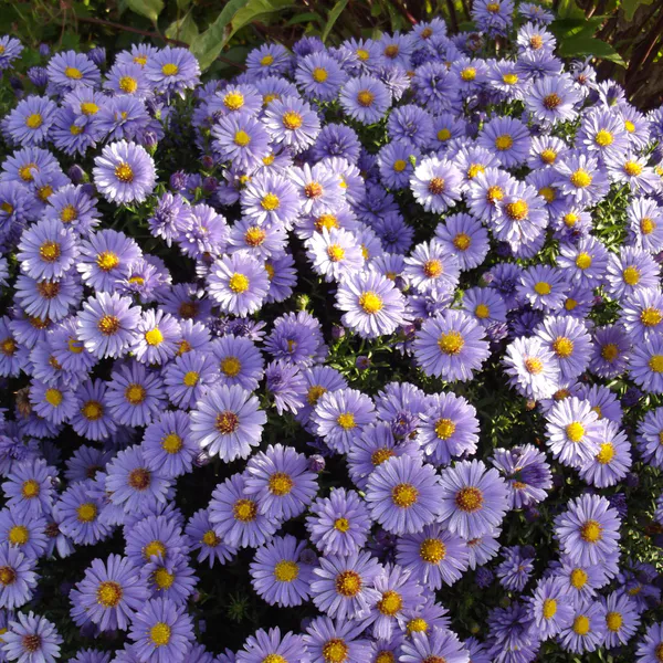 Hovedbilde Aster Marie Ballard  Asters - 1 rot