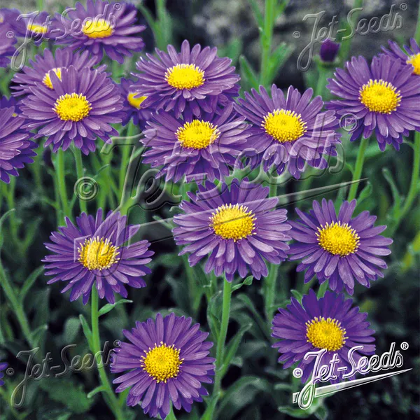 Hovedbilde Aster alpinus Dark Beauty - Frø -