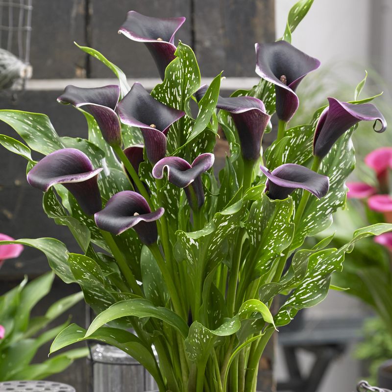 Calla Dubai Nights - 3 knoller