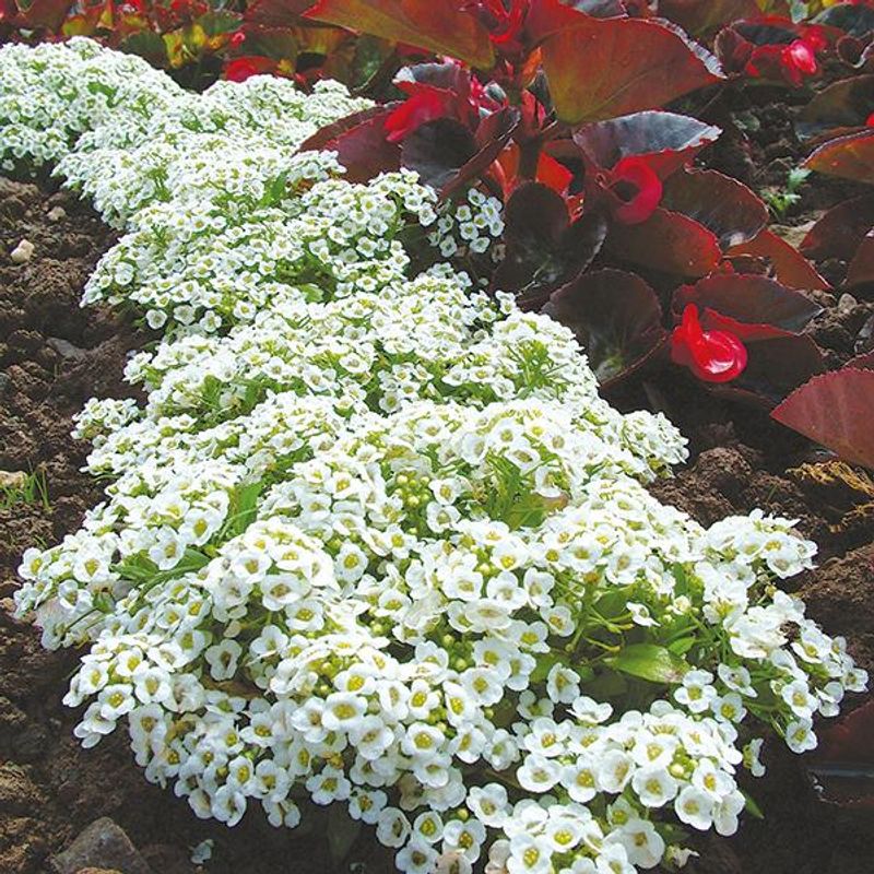Alyssum  Snowcloth -Frø- Dodre