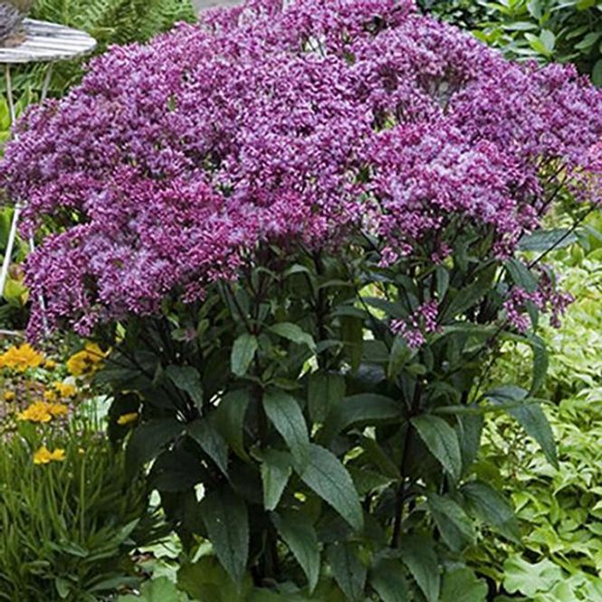 Hovedbilde Eupatorium dudium Little Joe  Hjortetrøst - 1 rot