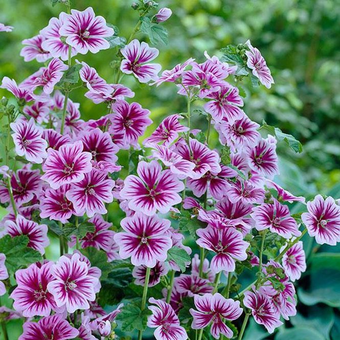 Hovedbilde Malva sylvestris Zebrina -Frø- Kattost