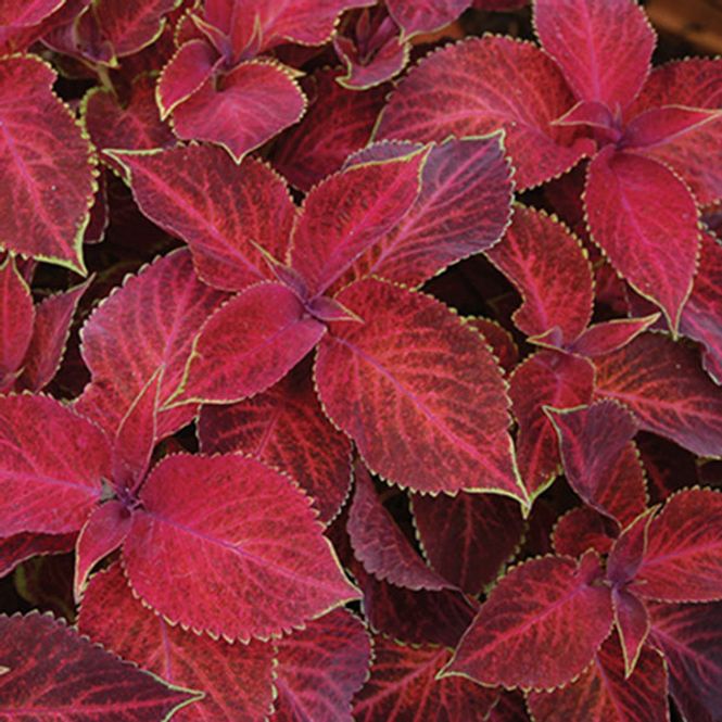 Hovedbilde Coleus Wizard Velvet Red -Frø- Spragleplante