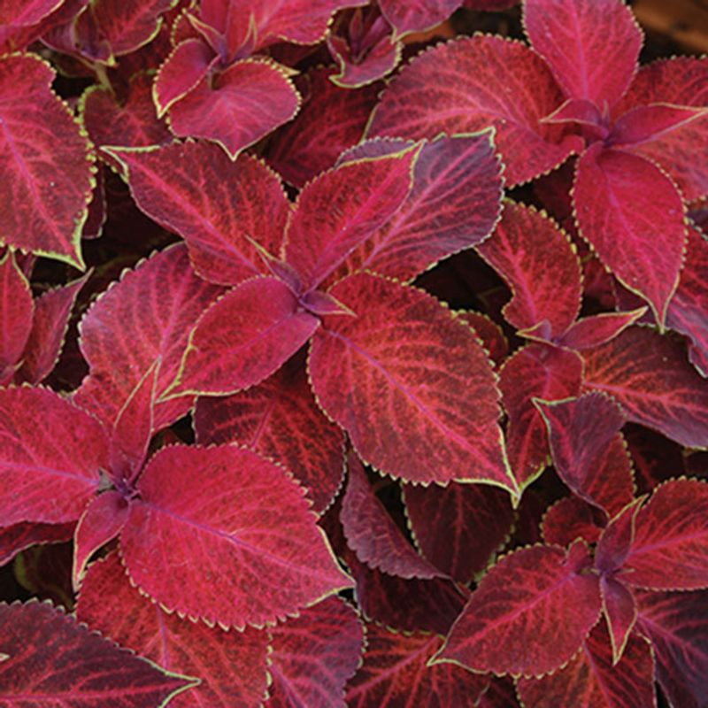 Coleus Wizard Velvet Red -Frø- Spragleplante