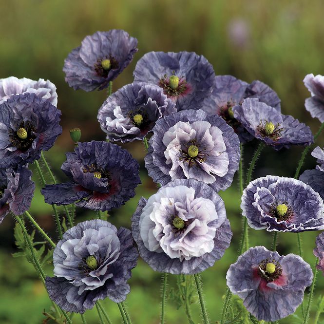 Hovedbilde Papaver rhoeas Amazing Grey -Frø- Valmue