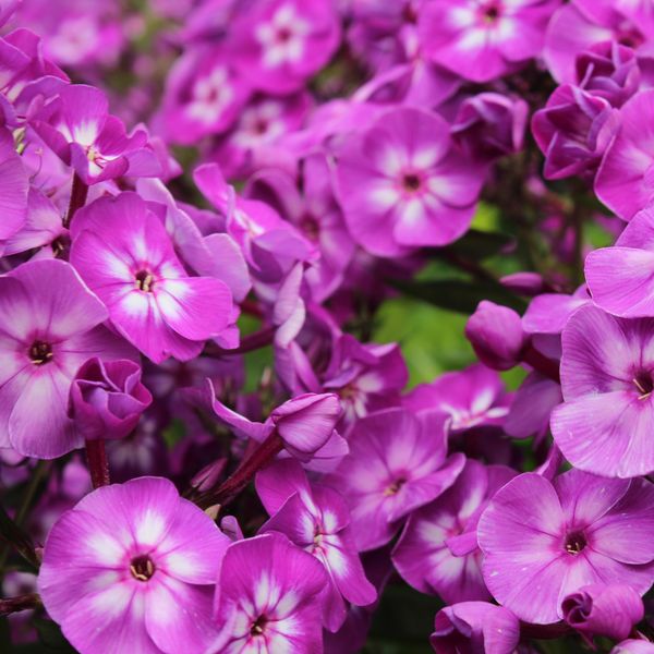 Hovedbilde Phlox paniculata Little Laura. Høstfloks  1 rot