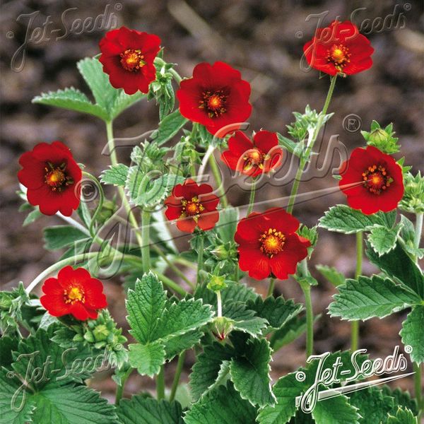 Hovedbilde Potentilla atros. var arg. Scarlet Starlit -Frø- ...