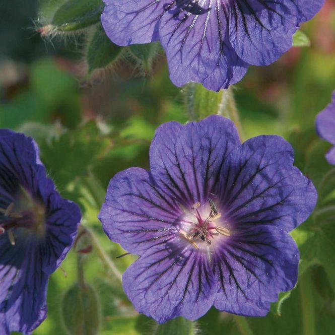 Hovedbilde Geranium Blue Blood. Storkenebb. 1 rot.