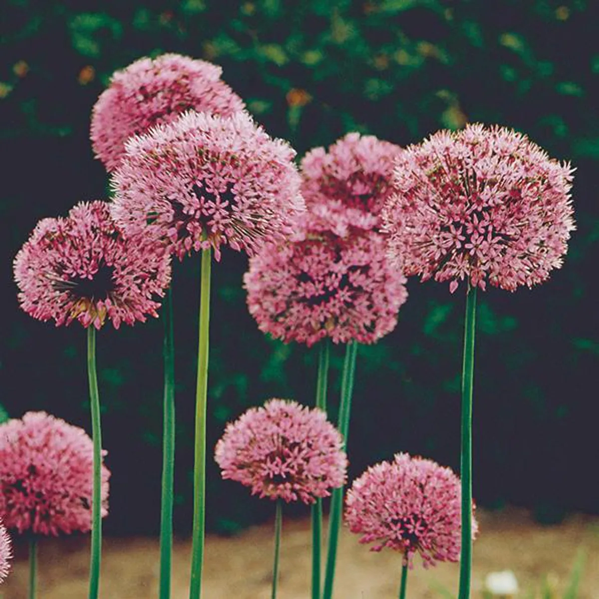 Allium Aflatunense - 5 løk