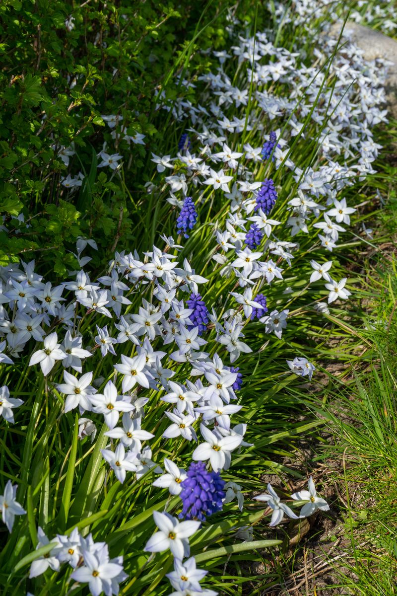 Ipheion mixed. Vårstjerne - 15 løk