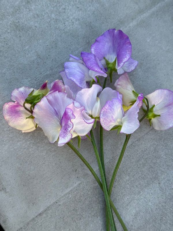 Lathyrus odoratus Spencer Pulsar. Blomsterert - Frø -