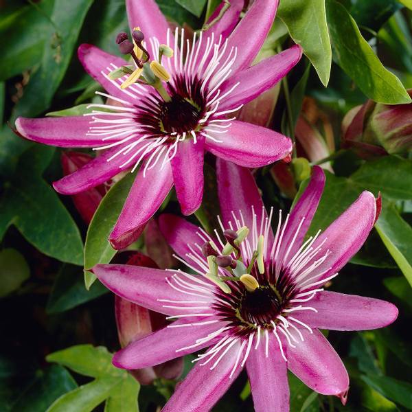 Bilde av PASSIFLORA Victoria Pasjonsblomst - 1 plante