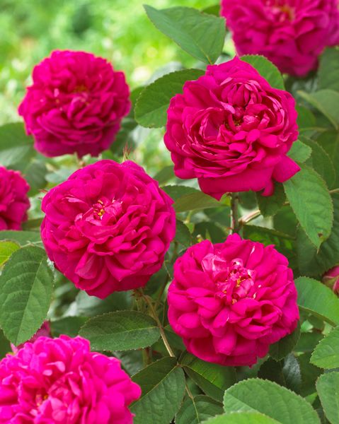 Hovedbilde Rose de Rescht. Buskrose