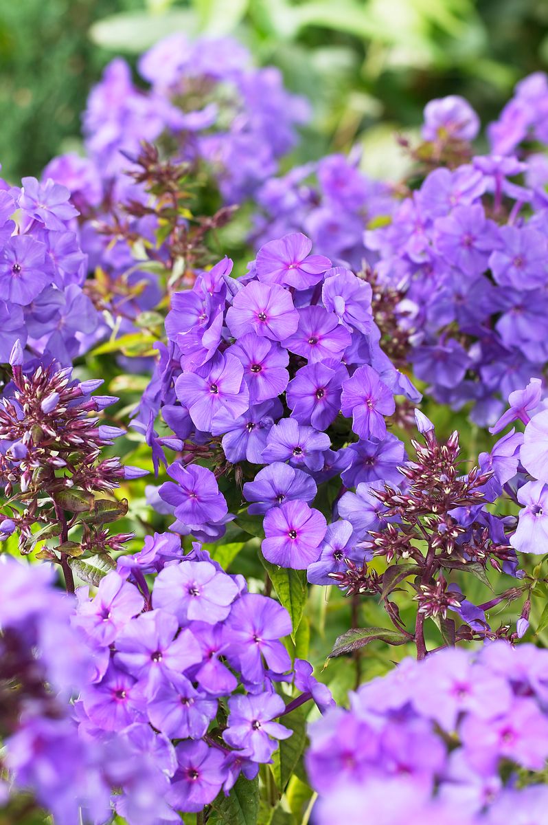 Phlox Paniculata Amethyst. Høstfloks  5 røtter