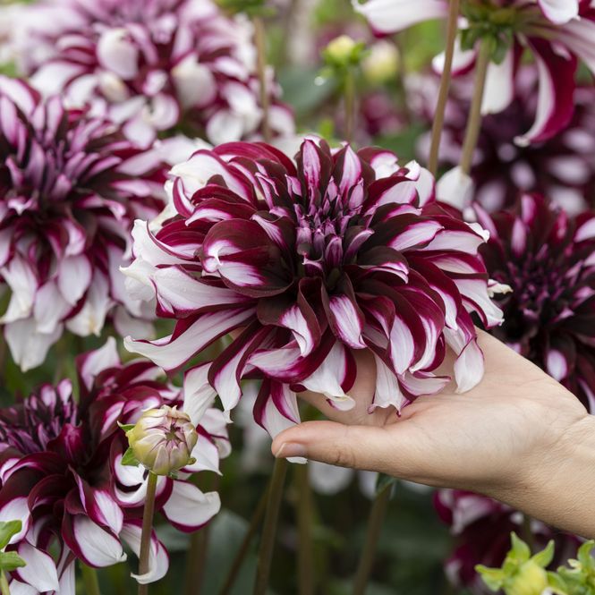 Hovedbilde Dahlia Tartan - 1 knoll