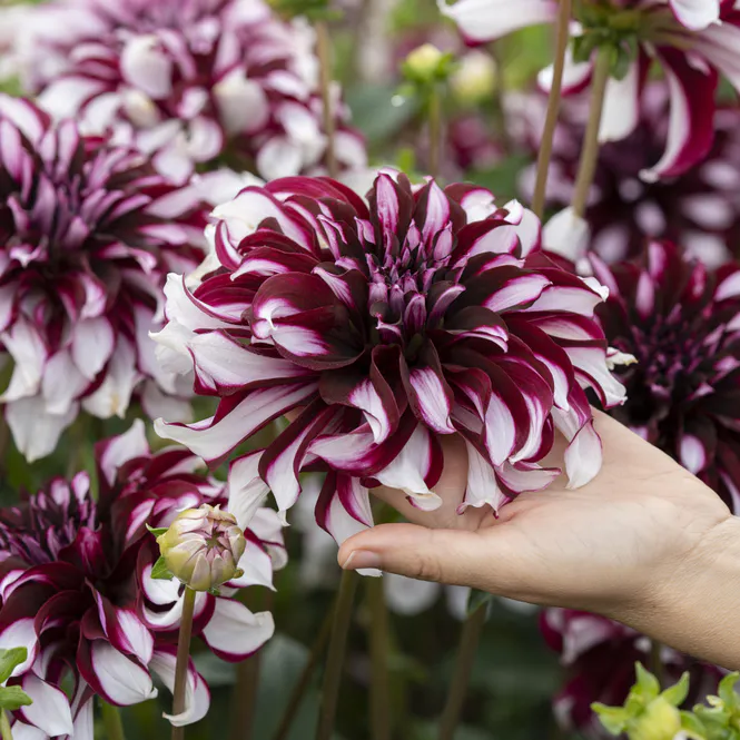 Hovedbilde Dahlia Tartan - 1 knoll