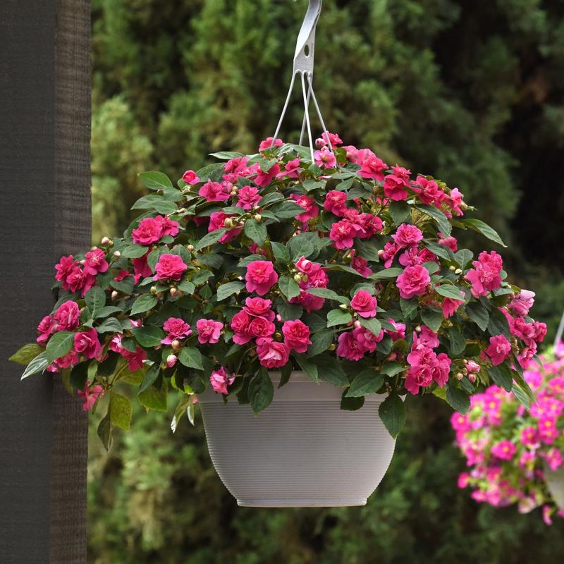 Impatiens Glimmer Double Burgundy. Flittiglise - 1 plante i 10,5