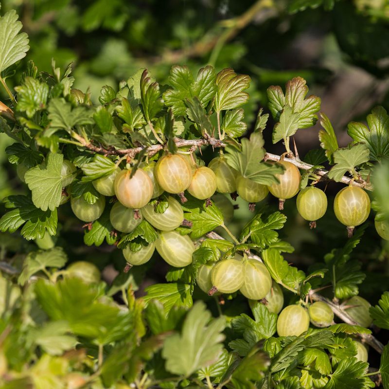 Stikkelsbær, gul -Ribes uva-crispa Hinnonmaki. 1 plante 9cm pott