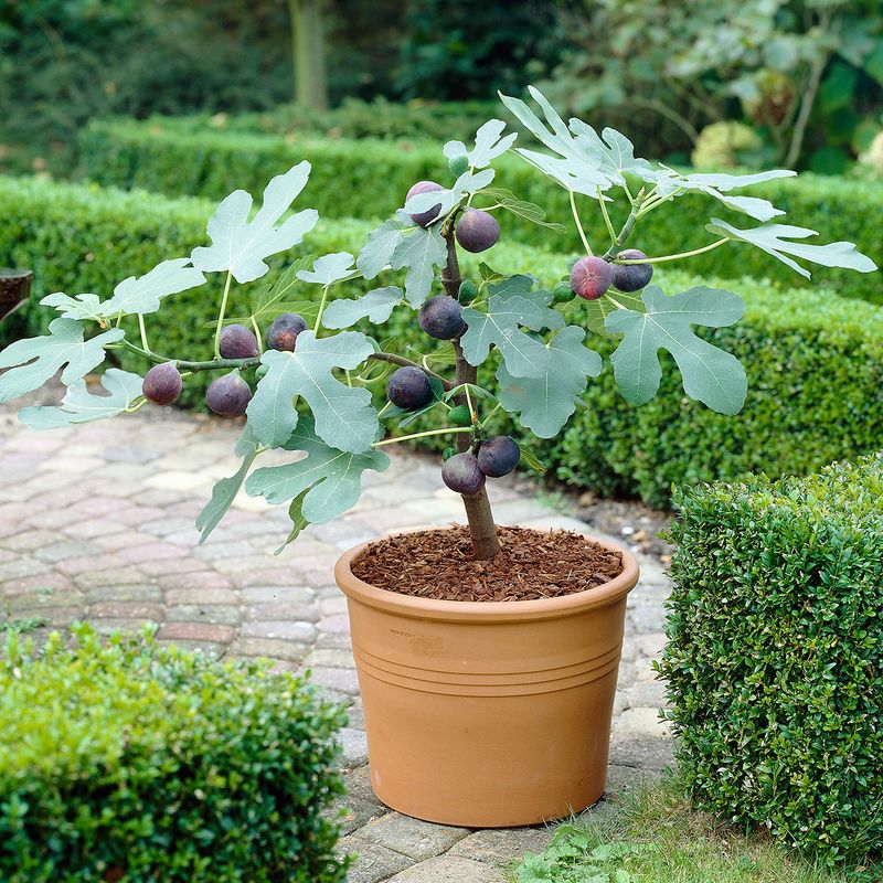 Fiken Ficus carica Brown Turkey  - 1 plante i 9cm potte