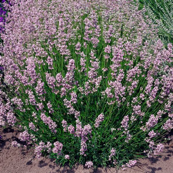 Bilde av LAVANDULA angustifolia Rosea. Lavendel - 1 plante
