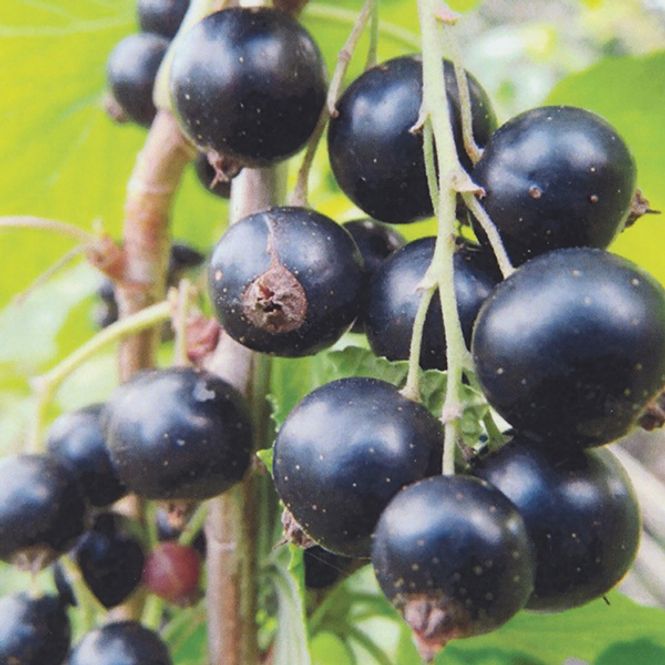 Hovedbilde Solbær Ribes nigrum Titania - 1 plante i 9 cm ...