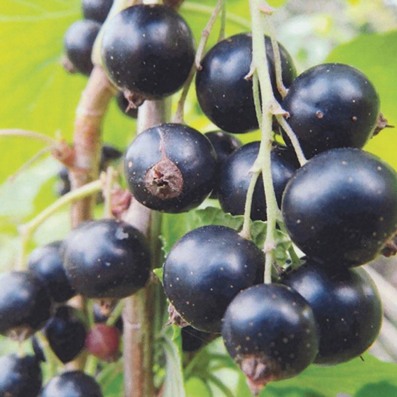 Solbær Ribes nigrum Titania - 1 plante i 9 cm potte