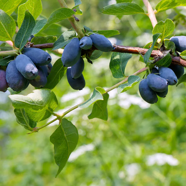 Hovedbilde Honningbær Lonicera kamtschatica - 1 plante i 9 ...