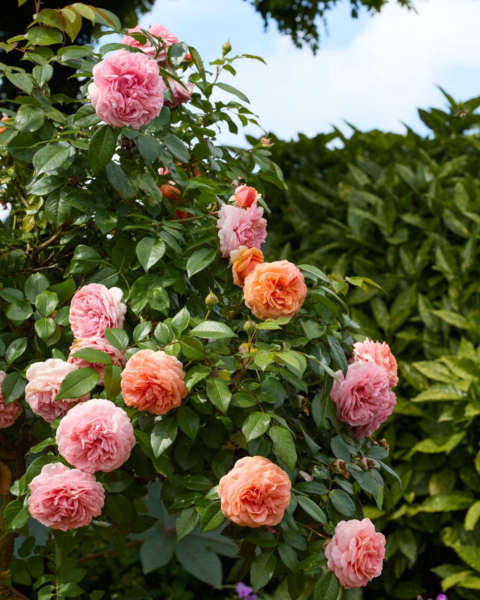Rose Alchymist. Klatrerose
