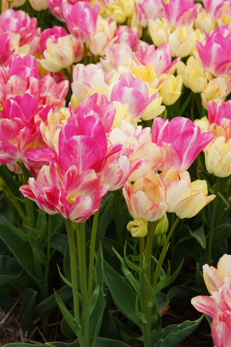 Tulipan Dream Club  5 løk