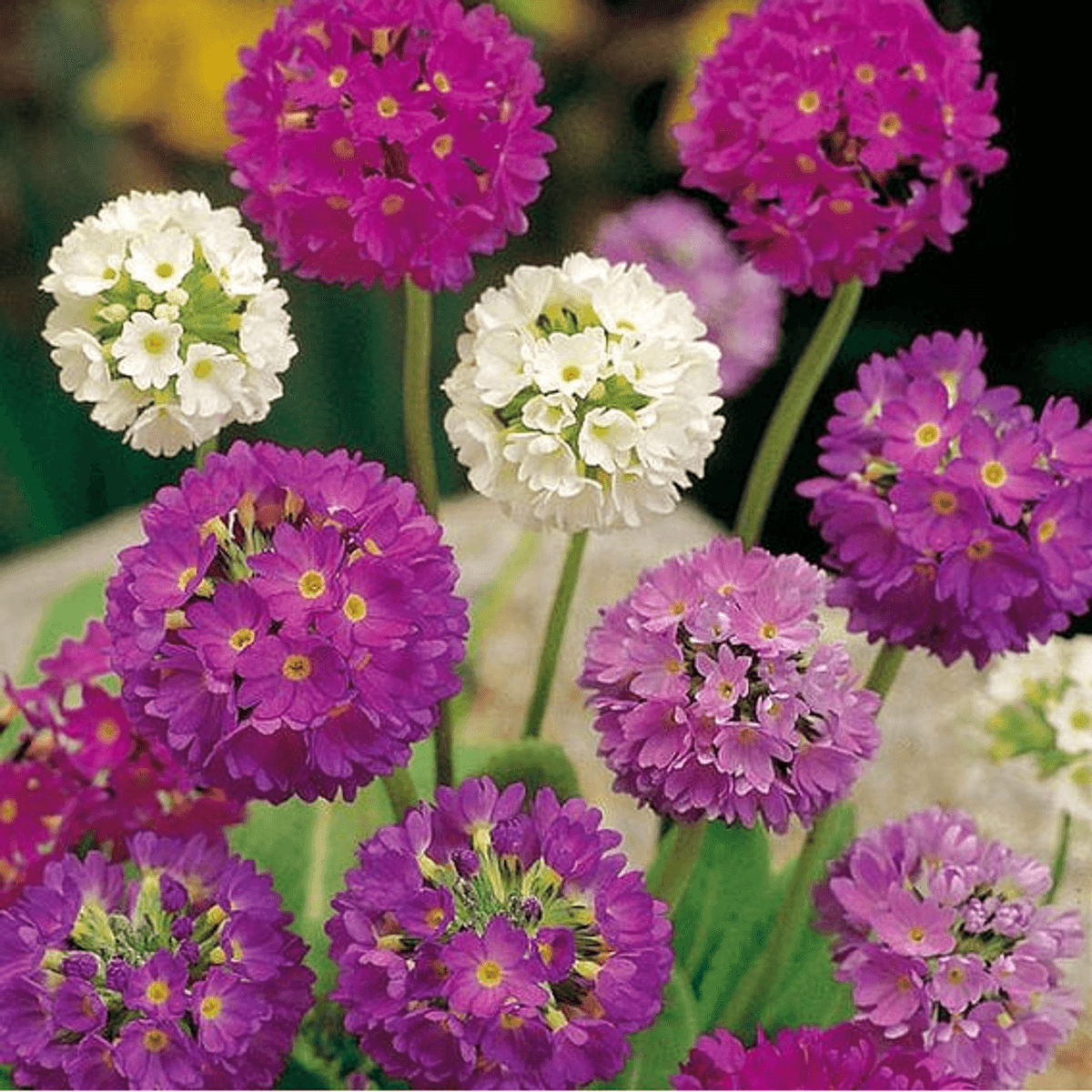 Primula denticulata mix -Frø- Kuleprimula
