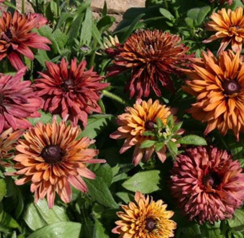 Rudbeckia hirta Sahara. Solhatt -Frø-