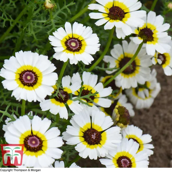 Hovedbilde Chrysanthemum carinatum Polar Star - Frø - 