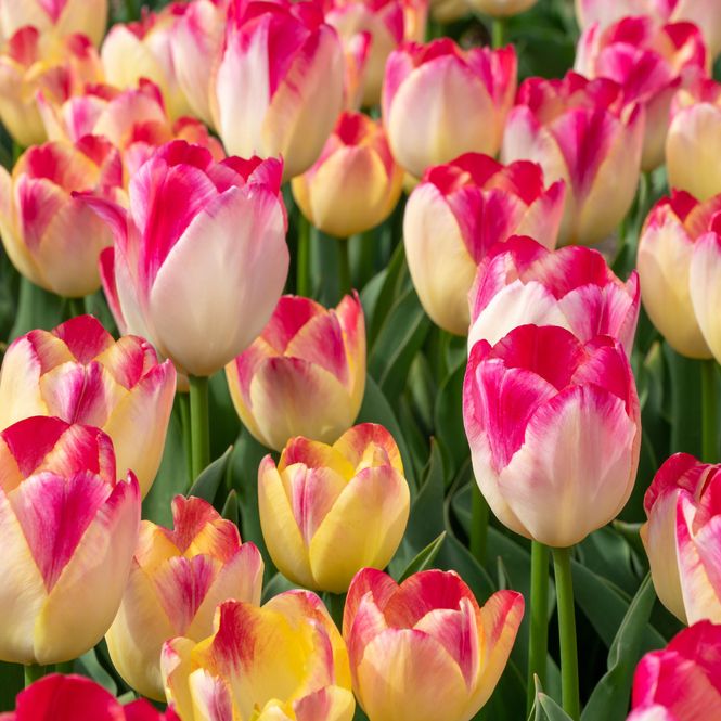 Hovedbilde Tulipan Supri Erotic - 5 løk