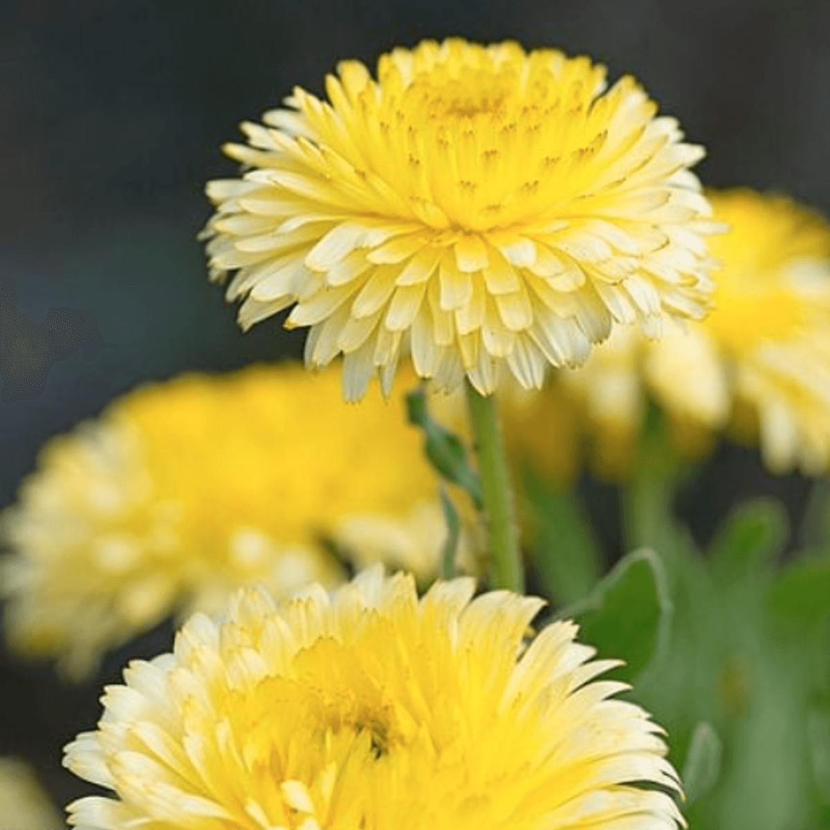Calendula officinalis Double Lemon. Ringblomst -Frø-