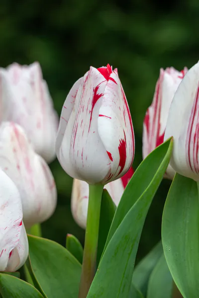 Hovedbilde Tulipan One Direction - 6 løk