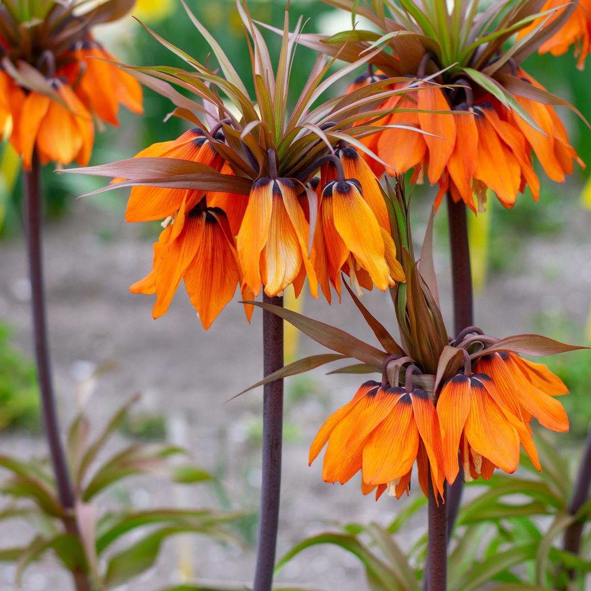 Fritillaria Sunset. Keiserkrone - 1 løk