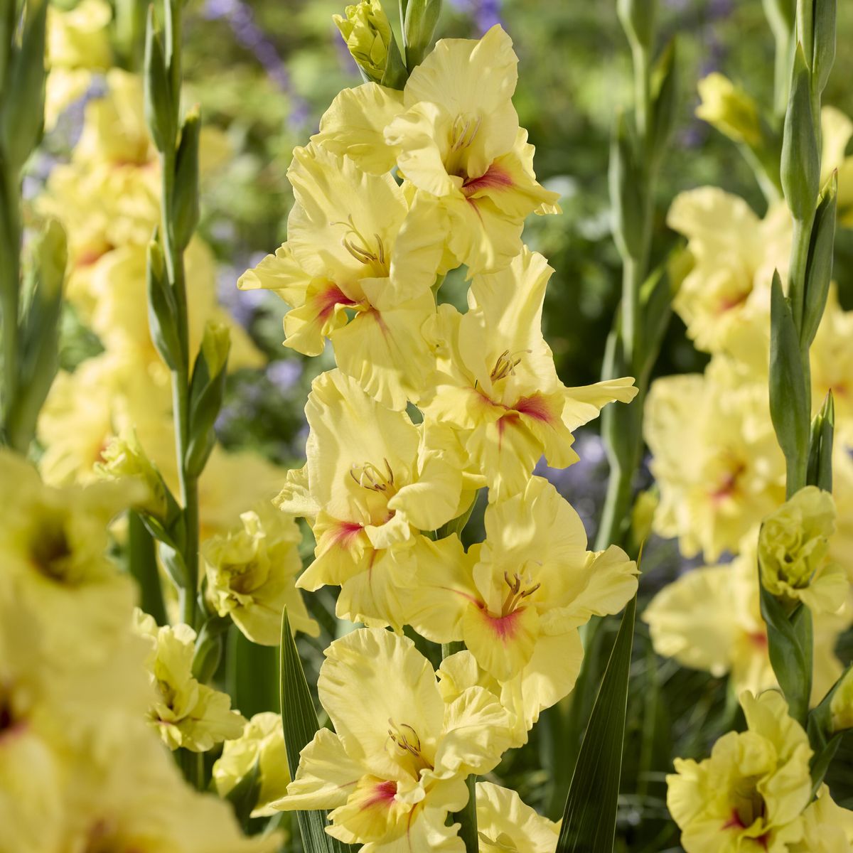 Gladiolus Maxial. 7 knoller
