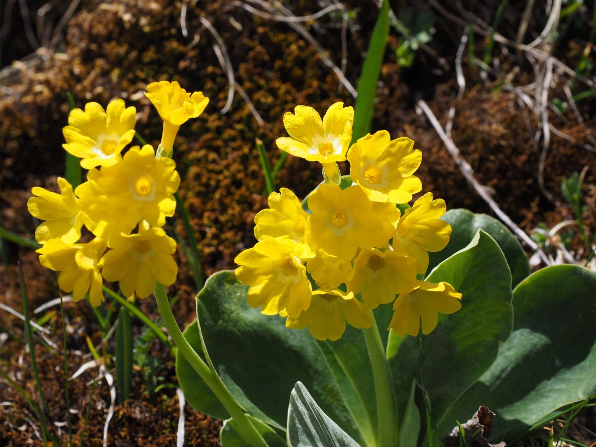 Primula auricula -Frø-