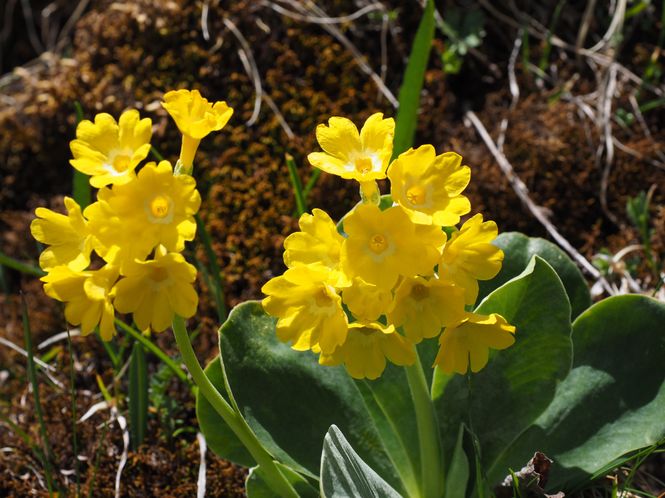 Hovedbilde Primula auricula -Frø-