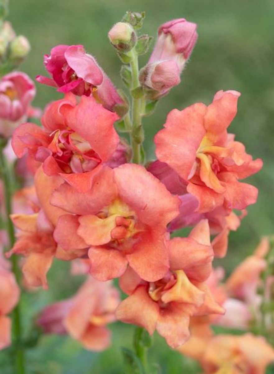 Antirrhinum majus Madame Butterfly Bronze. Løvemunn -Frø-