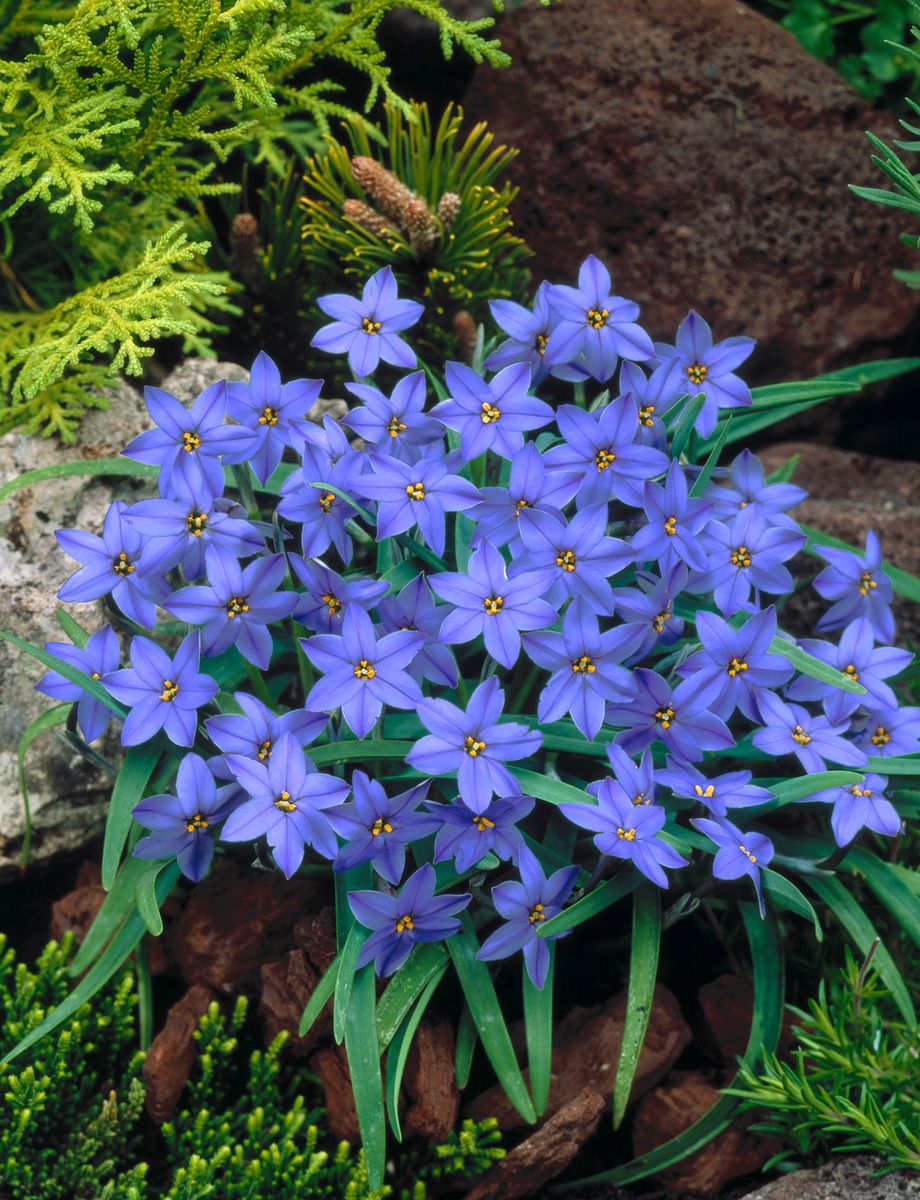 Ipheion mixed. Vårstjerne - 15 løk
