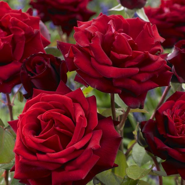 Hovedbilde Rose Ingrid Bergman. Stilkrose