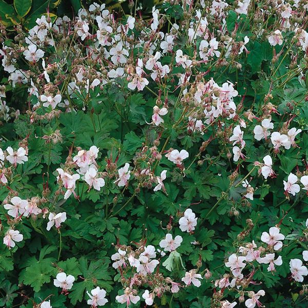 Hovedbilde Geranium cantabrigiense Biokovo. Storkenebb  1 ...